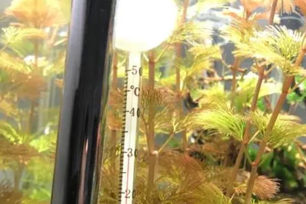 小瓜虫是怎样产生的，过度喂食、水质问题等均有可能