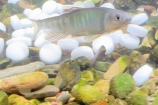 小瓜虫是怎样产生的，过度喂食、水质问题等均有可能