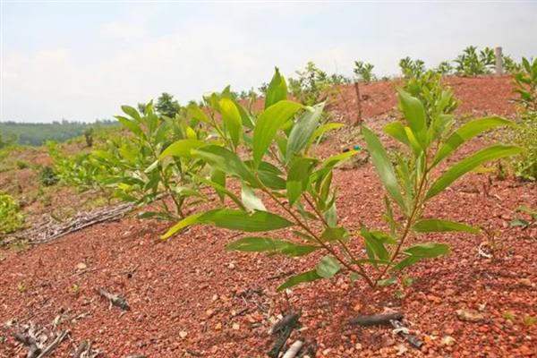 龙眼树苗北方可以种植吗，北方地区一般不可以种植龙眼