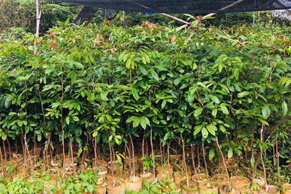 龙眼树苗北方可以种植吗，北方地区一般不可以种植龙眼