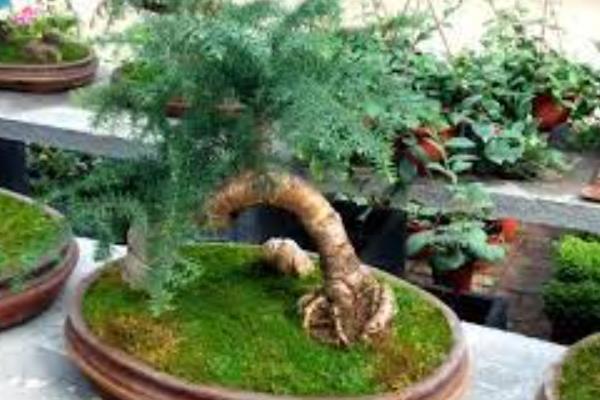 澳洲杉怎么养殖，生长季节每隔2周追肥一次