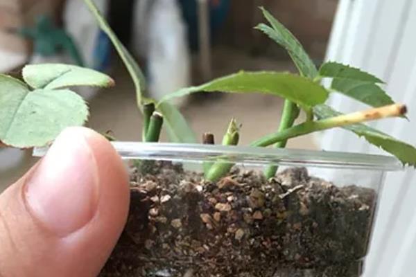 澳洲杉怎么养殖，生长季节每隔2周追肥一次
