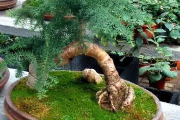 澳洲杉怎么养殖，生长季节每隔2周追肥一次