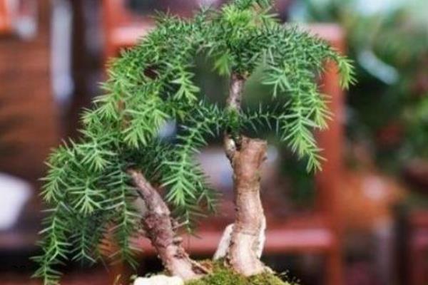 澳洲杉怎么养殖，生长季节每隔2周追肥一次
