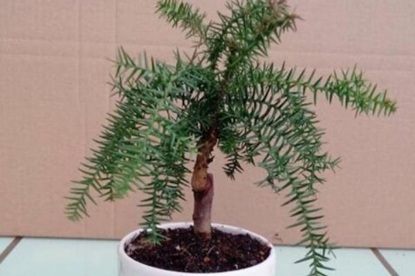 澳洲杉怎么养殖，生长季节每隔2周追肥一次