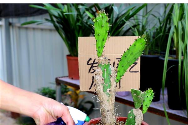 仙人掌怎么浇水，春秋季节每隔半个月浇一次