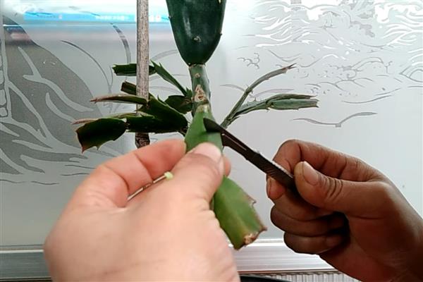 仙人掌怎么浇水，春秋季节每隔半个月浇一次