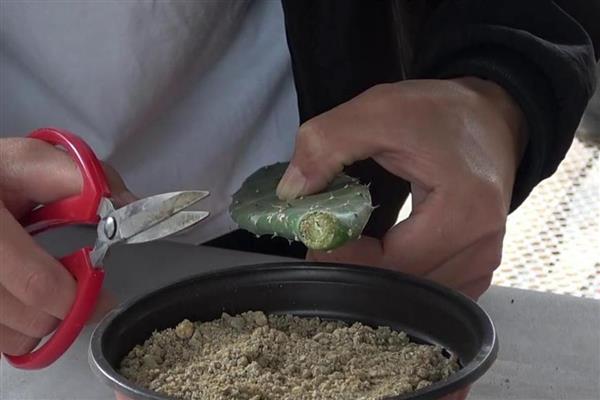 仙人掌怎么浇水，春秋季节每隔半个月浇一次