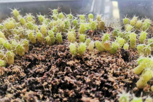 仙人掌怎么浇水，春秋季节每隔半个月浇一次