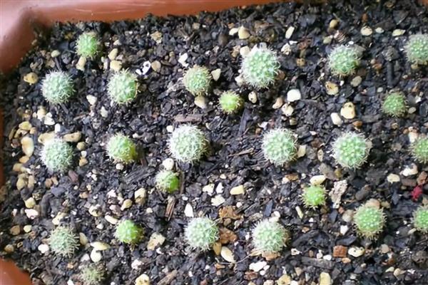仙人掌怎么浇水，春秋季节每隔半个月浇一次