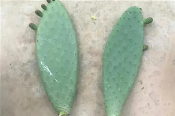 仙人掌怎么浇水，春秋季节每隔半个月浇一次