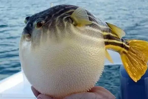 河豚的天敌是什么，常见天敌有石斑鱼、狗母鱼、裸胸鳝等