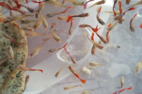 小鱼苗什么时候喂食，出生第二天就可以喂食了