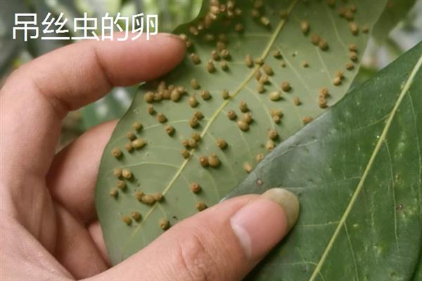 吊丝虫和菜青虫的区别是什么，卵、幼虫和成虫均不同