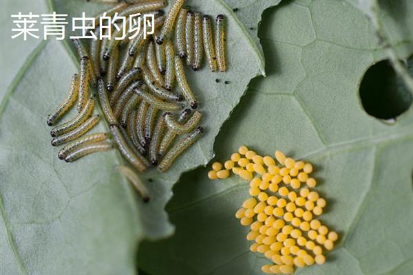 吊丝虫和菜青虫的区别是什么，卵、幼虫和成虫均不同