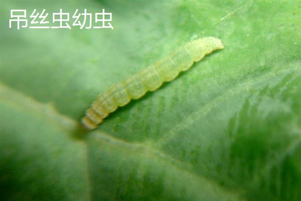 吊丝虫和菜青虫的区别是什么，卵、幼虫和成虫均不同