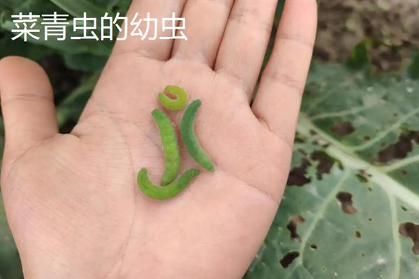 吊丝虫和菜青虫的区别是什么，卵、幼虫和成虫均不同