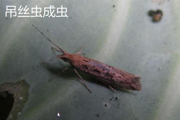 吊丝虫和菜青虫的区别是什么，卵、幼虫和成虫均不同