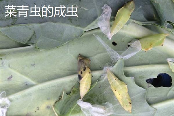 吊丝虫和菜青虫的区别是什么，卵、幼虫和成虫均不同