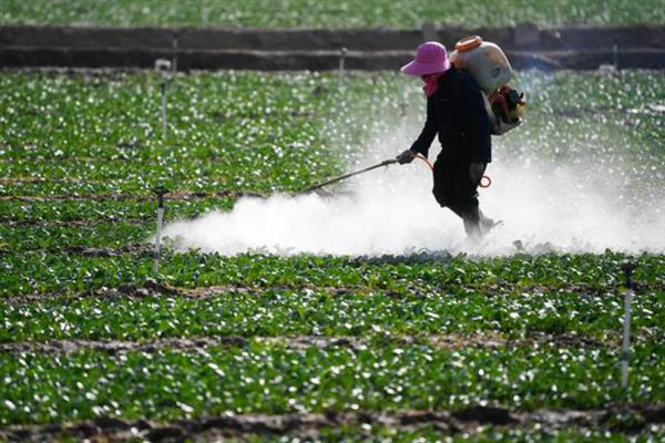 吊丝虫和菜青虫的区别是什么，卵、幼虫和成虫均不同