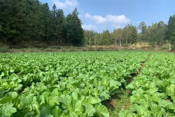 吊丝虫和菜青虫的区别是什么，卵、幼虫和成虫均不同