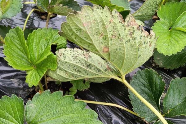 草莓有哪些常见的病虫害，有叶斑病、白粉病、灰霉病等