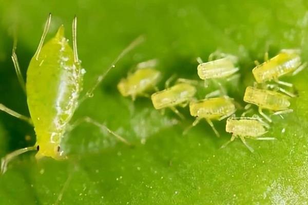 草莓有哪些常见的病虫害，有叶斑病、白粉病、灰霉病等