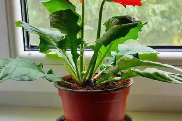 盆栽非洲菊如何养殖，喜欢在阳光充足的环境中生长