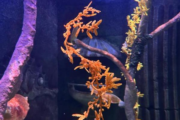花天使鱼好不好养，饲养难度一般