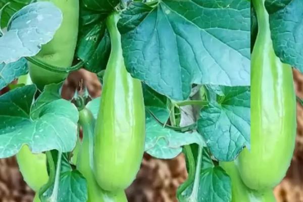 羊角蜜甜瓜的管理方法，定植后要注意保持棚内的密闭性
