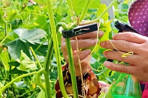 羊角蜜甜瓜的管理方法，定植后要注意保持棚内的密闭性