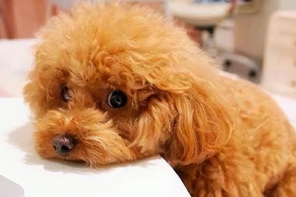 狗狗冠状病毒的症状，先表现嗜睡、呕吐持续数天
