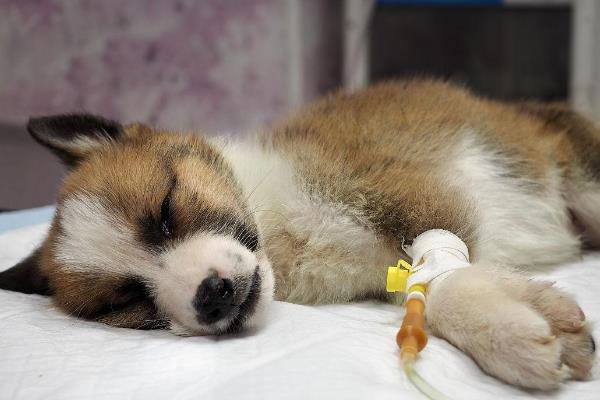 狗狗冠状病毒的症状，先表现嗜睡、呕吐持续数天
