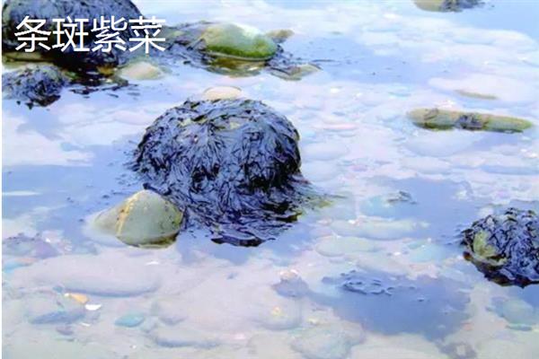 紫菜的种类，常见的有坛紫菜、条斑紫菜等