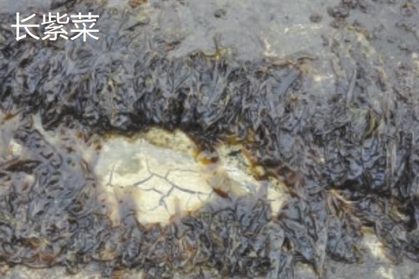 紫菜的种类，常见的有坛紫菜、条斑紫菜等