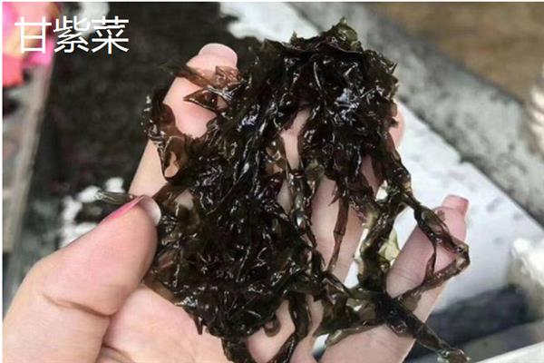 紫菜的种类，常见的有坛紫菜、条斑紫菜等