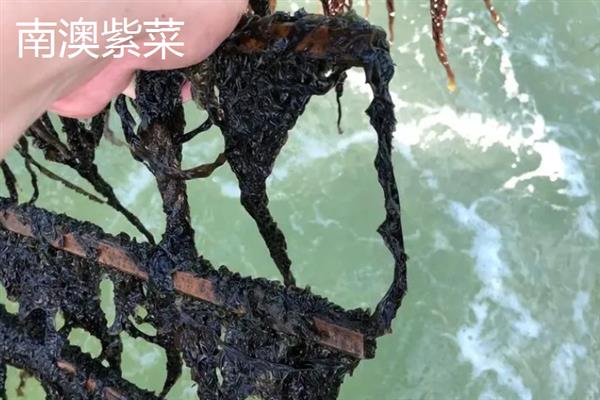 紫菜的种类，常见的有坛紫菜、条斑紫菜等