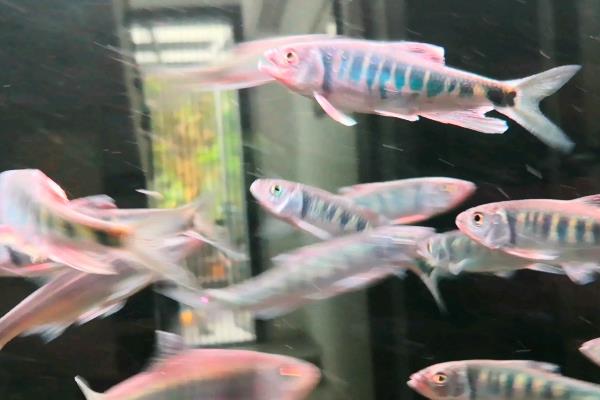 马口鱼是什么鱼，是一种淡水鱼