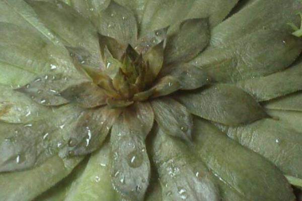 观音莲能秋天换盆吗，可以在秋季进行