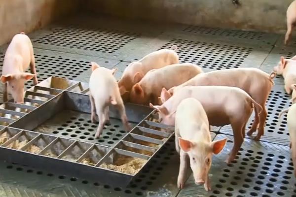 小猪仔保育料吃多久，吃一个月左右为宜