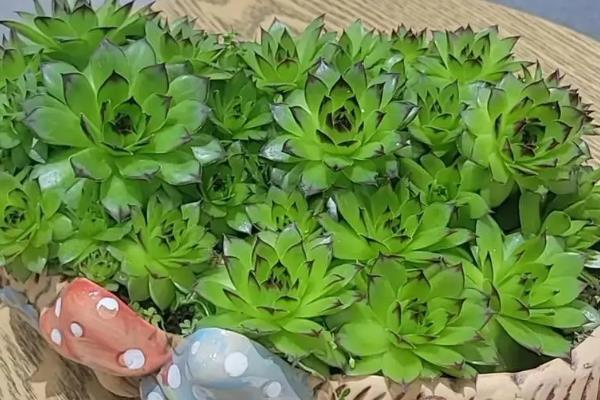 观音莲能秋天换盆吗，可以在秋季进行