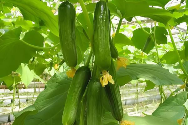 哪些蔬菜能在八月份种植，包括菜花、黄瓜、萝卜等品种
