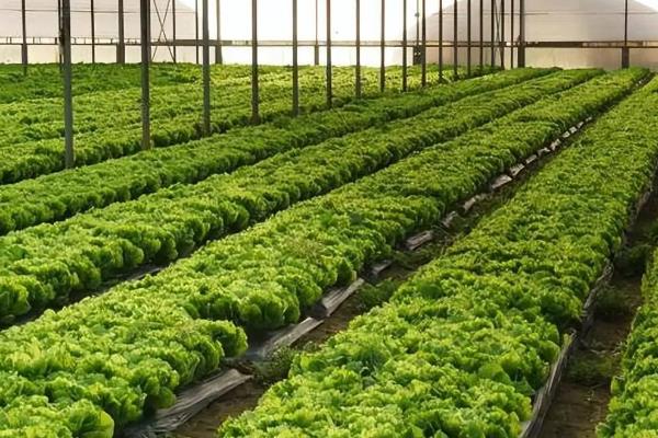 哪些蔬菜能在八月份种植，包括菜花、黄瓜、萝卜等品种