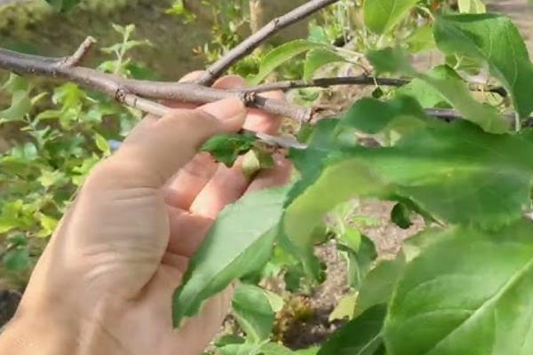 苹果树的修剪技巧，要注重基部主枝保持平衡