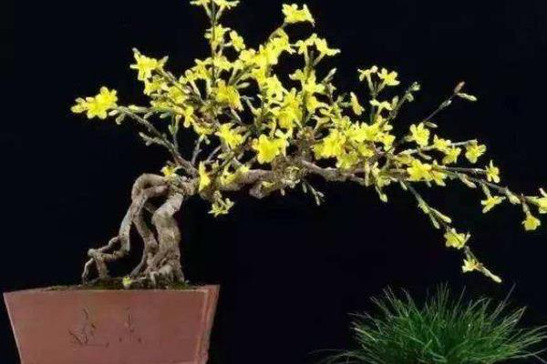 迎春花的养殖方法，适宜生长在10-25℃左右的环境