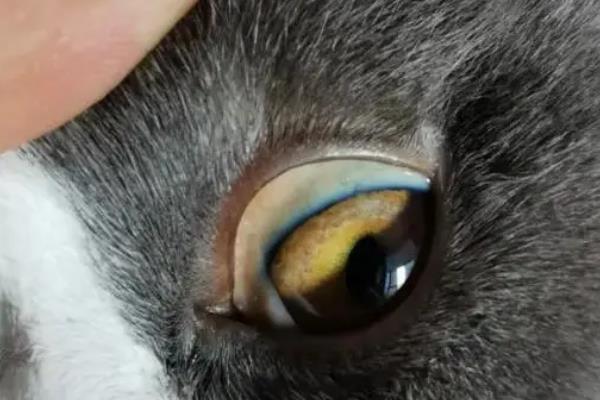 猫黄疸的原因，分为肝前性、肝性、肝后性