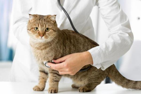 猫黄疸的原因，分为肝前性、肝性、肝后性