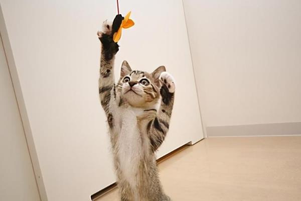 怎样给胖猫减肥，可减少摄入量、选用减肥猫粮等