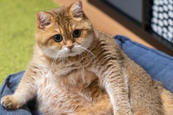 怎样给胖猫减肥，可减少摄入量、选用减肥猫粮等