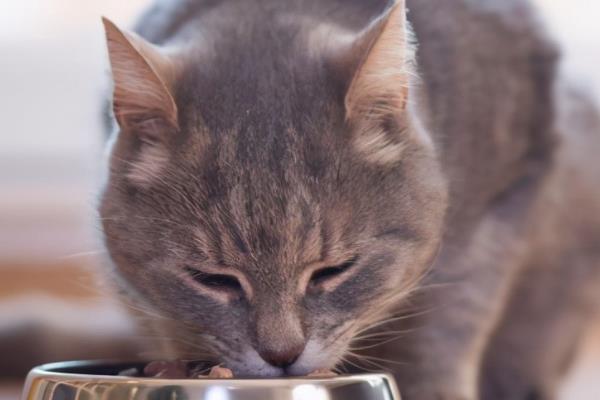 怎样给胖猫减肥，可减少摄入量、选用减肥猫粮等